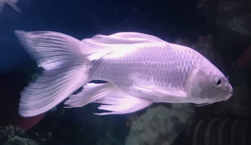 金鱼与蝴蝶锦鲤