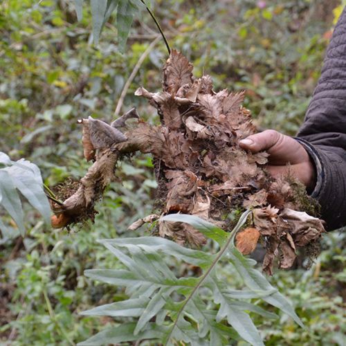 姜巴岩姜爬岩姜结骨姜子包邮新鲜野生中药材