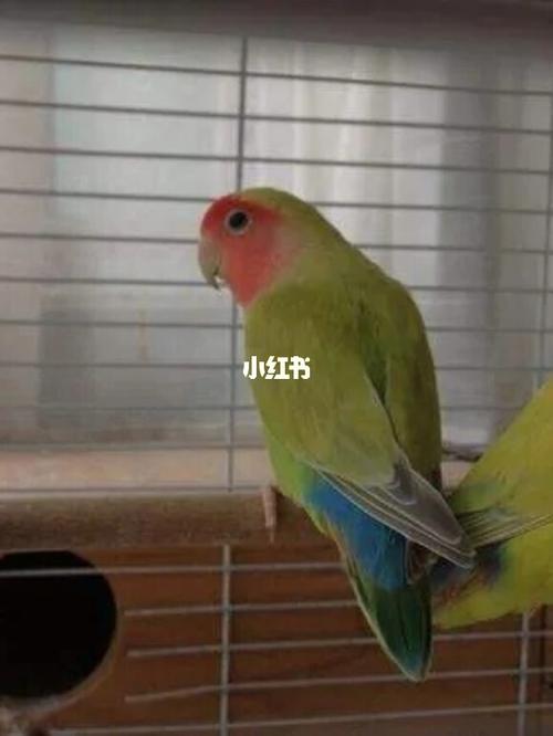 牡丹鹦鹉品种介绍大全【三】澳桂/美桂_牡丹_胎毛_抑制黑色素_黄桃