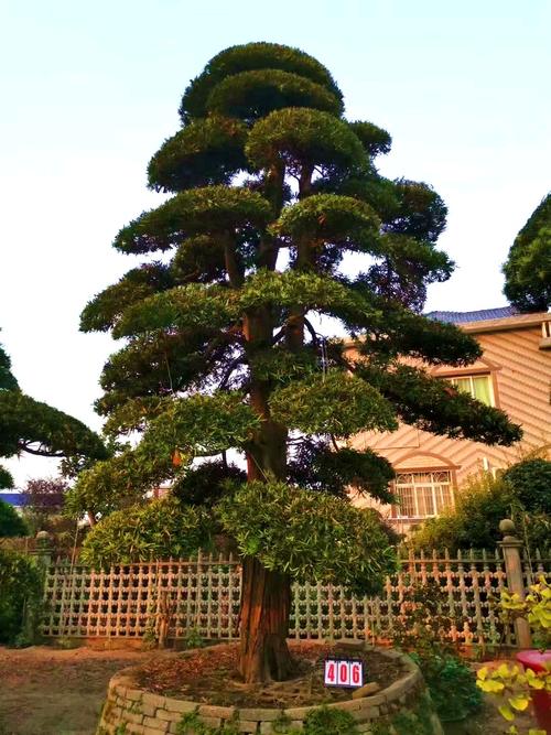 万亩罗汉松 洛阳罗汉松景松苗圃