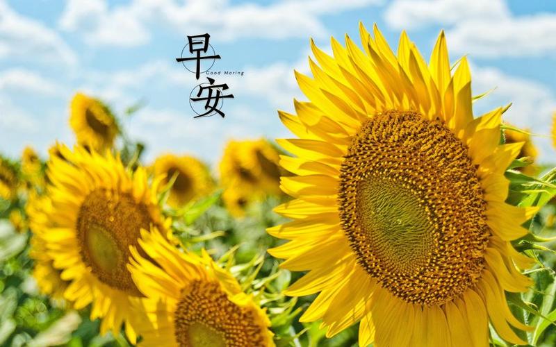 内容简介 最美的早安主题图电脑壁纸:早上的晨光是我问候的主题,愿你