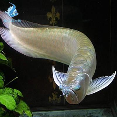 银龙鱼 龙鱼 福音龙 热带观赏鱼批发 成品鱼 活体鱼 批发.