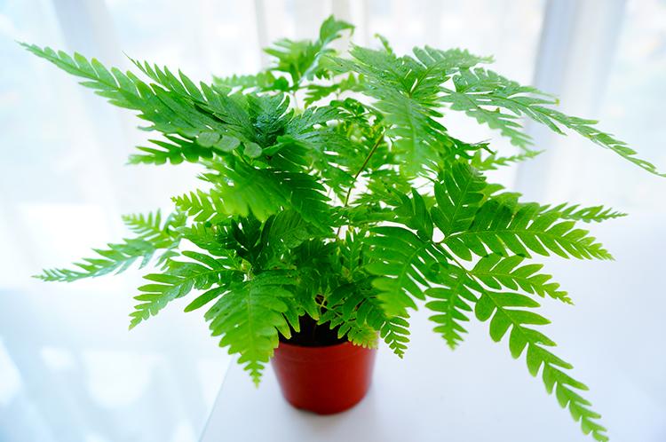 【基地直供】批发傅氏蕨(110)蕨类植物室内广州小盆栽桌上绿植