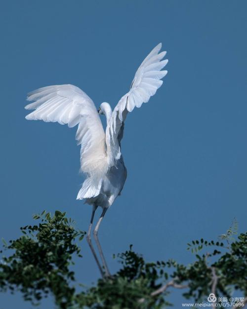 纪回家庄《白鹭园》