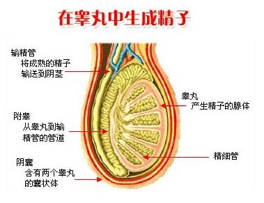 精子的生成需要睾丸发育完全,功能正常