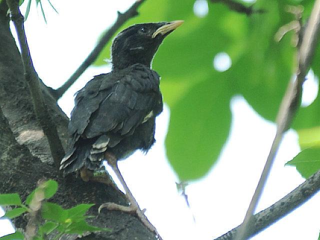 晕~ 这都啥鸟儿啊(鸣叫,搜索,干涉,大卫,雏鸟,乌鸫,黑鸟)