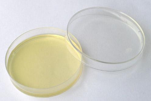 产品 化学试剂  细胞培养  琼脂 酵母粉琼脂使用说明,酵母粉琼脂价格