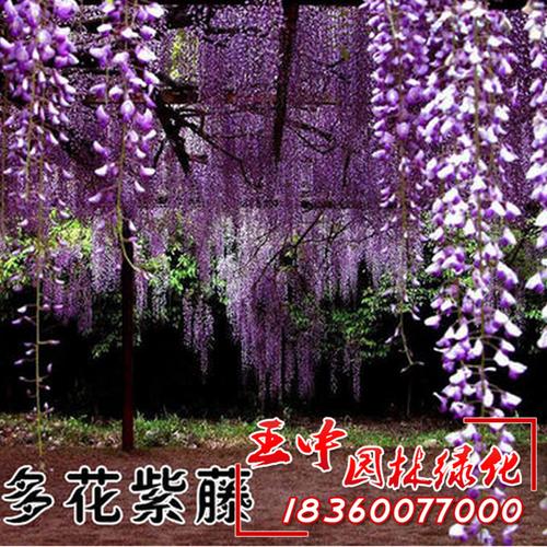 基地批发紫藤树苗 庭院别墅美化 多花紫藤苗 紫花紫藤