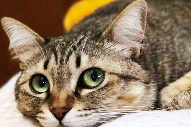 猫重复喵呜是什么意思主要有这三种原因