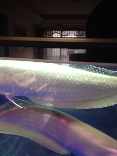 请问,银龙鱼得鳞片,为什么会这样,吃食都正常.