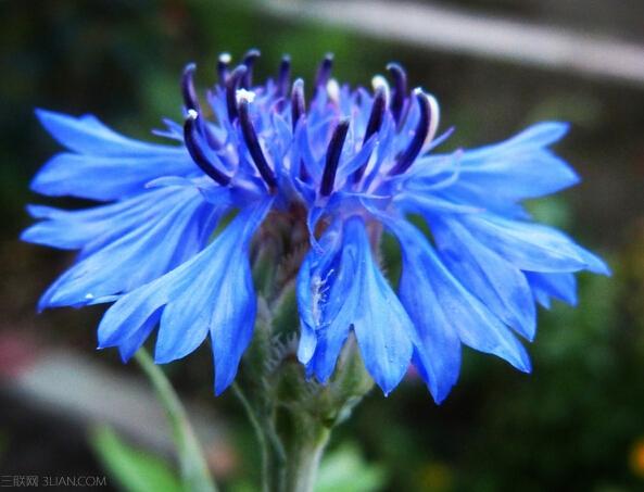蓝色矢车菊的花语