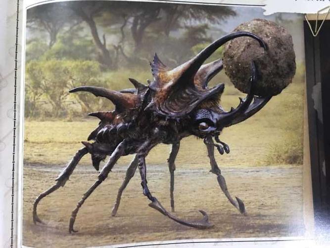 巨型蜣螂giant dung beetle