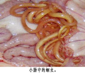 临床症状 猪蛔虫幼虫和成虫阶段引起的症状和病变是各不相同的.