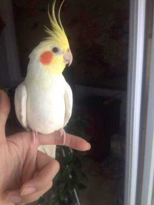 链接雏鸟直播间专拍接手25-35天鹦鹉玄凤牡丹虎皮鸟