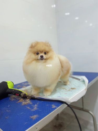 博美|记录第一次修海豹装造型_博美_匠心私宠自由行热门攻略_儿童节去