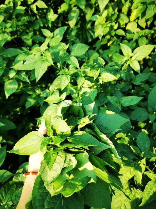 白花菜_野菜_美食_美食展示
