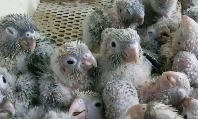 为什么有些饲养者买到的小太阳鹦鹉并不如他想象中那么听话呢?