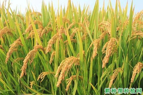 镇稻18号水稻品种好不好?
