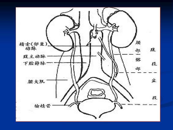 输尿管标准切面ppt