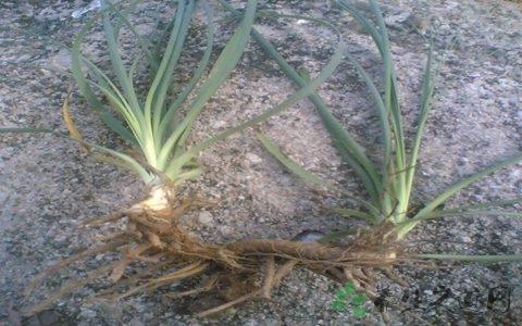 [穿地龙泡酒能治什么]穿地龙泡酒