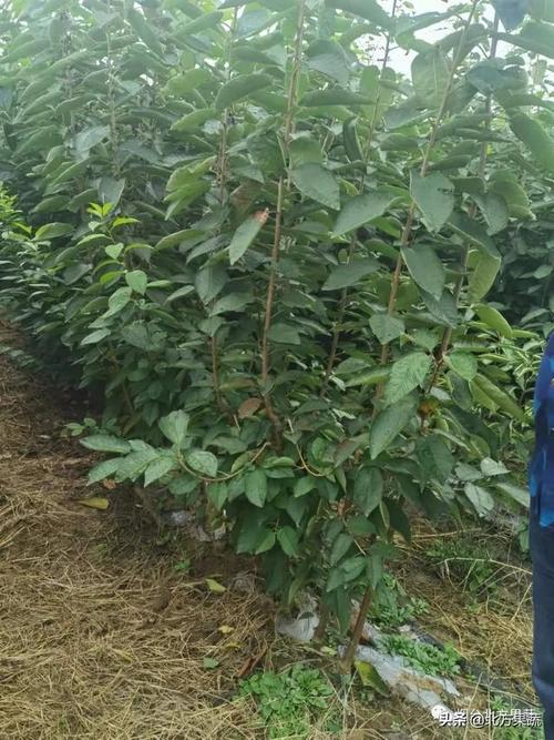 广播烟台北方果蔬大樱桃苗木基地正式开放啦