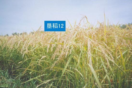 垦稻12(99-34)
