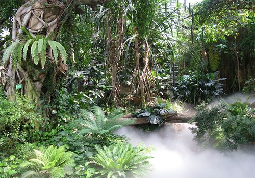 热带雨林与生物多样性热雨林如何改善全球环境健康