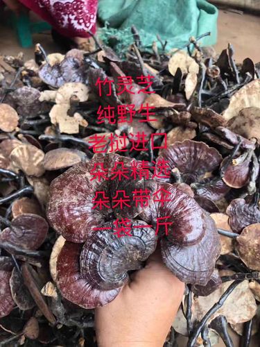 广西贵州野生黑灵芝紫灵芝仙草