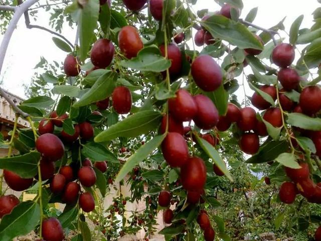 9月,"枣妞"成熟了