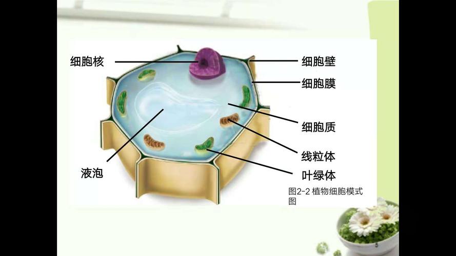 植物细胞的基本结构