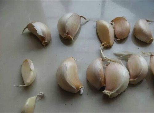 观察大蒜的生长过程,首先要挑选好的种子