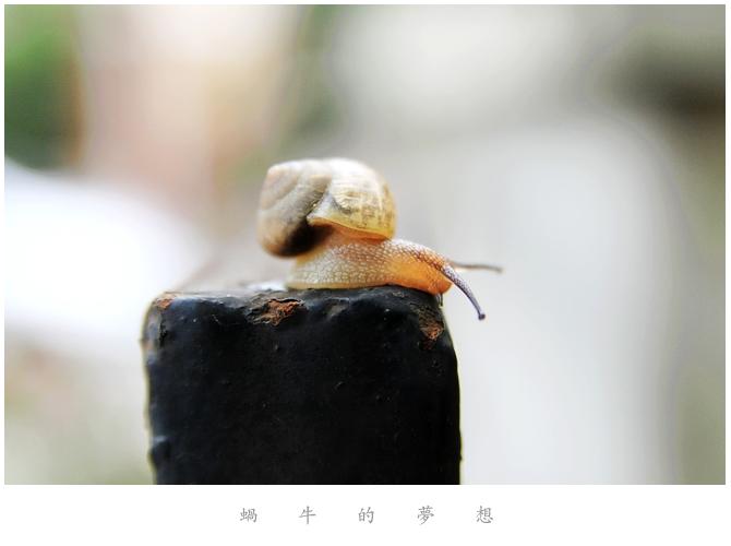 蜗牛的梦想