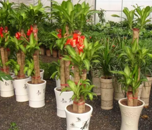 一,巴西木开花是吉星高照的兆头