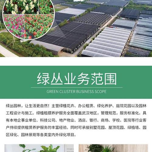 武汉植物租赁绿植上门养护办公室绿化1200档
