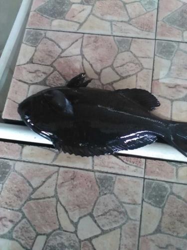 谁知道这是什么鱼?