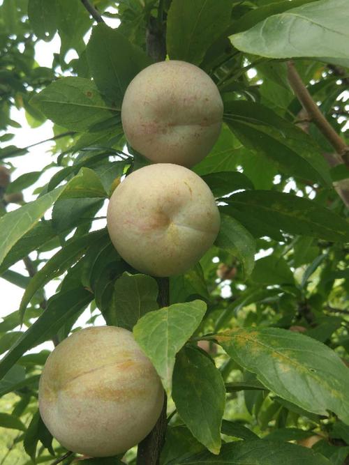 贵州李子苗批发基地,蜂糖李子苗好不好,李子树三大栽培技术