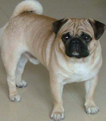 3条回答  2014-08-23 22:27 不要说呵呵kr|四级 短毛的小狗的话,可能