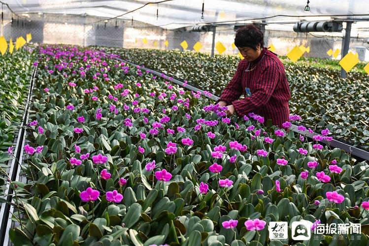 2021年2月18日,花农在山东省青州市黄楼街道东建德村一处花卉大棚里管