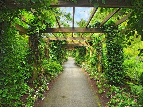 章继刚:棚架栽培观光采摘,营造创意果园栽培新场景