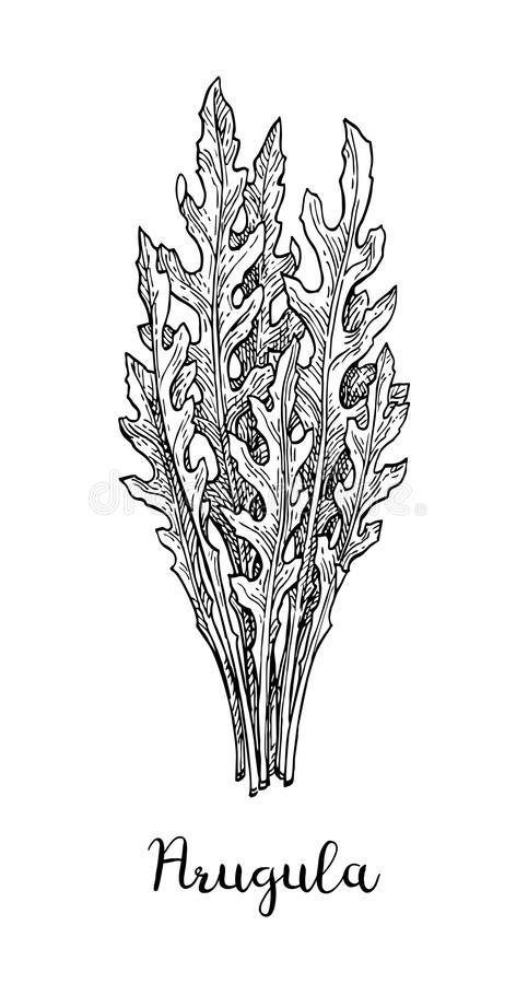 芝麻的简笔画怎么画