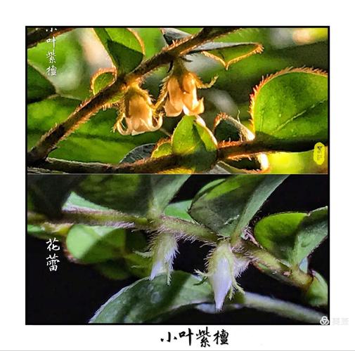 今年的小叶紫檀开花