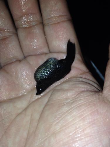 这黑玛丽是要生还是要死啊,看着好恐怖啊,以前母鱼生小鱼也没见过肚子