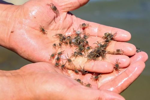 服务三农迷你螃蟹落户一八三团