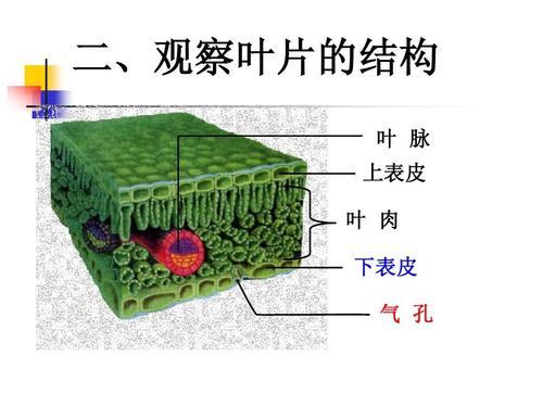二,观察叶片的结构 叶 脉 上表皮 叶 肉 下表皮 气 孔