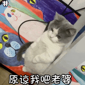 猫咪站墙角认错表情包|老婆我错了,我不该