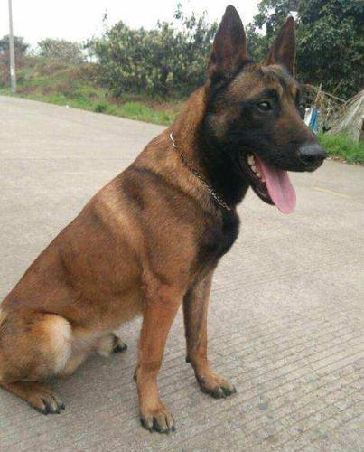 陆河正规马犬养殖基地马犬如何训练喂什么