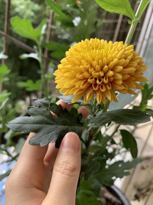 菊花的叶片变得奇奇怪怪