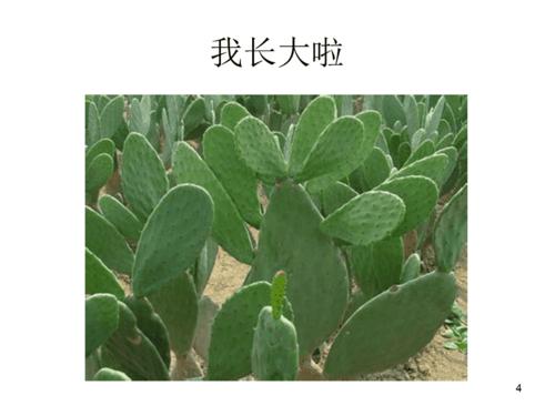 仙人掌的成长过程ppt精选文档