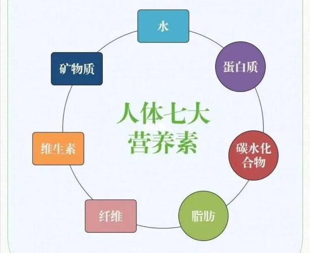 人体必需的七大营养素_矿物质_碳水_维生素_营养素_新陈代谢_氨基酸