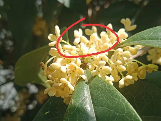 如何拍出好看的桂花|桃花|长沙市|桂花树|小雨_网易